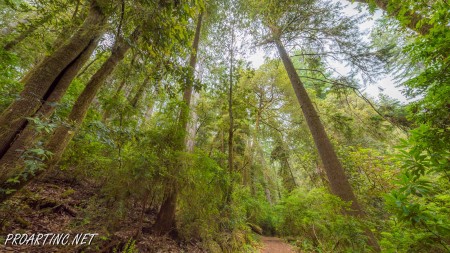 Emerald Ridge and Tall Trees 14