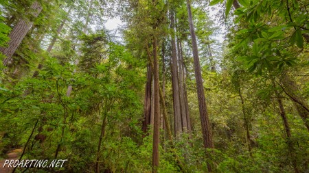 Emerald Ridge and Tall Trees 15