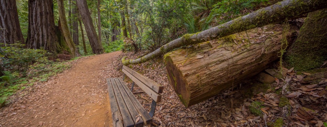 Emerald Ridge and Tall Trees 38