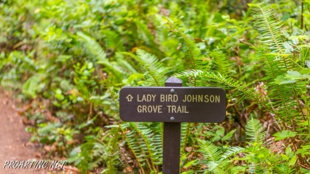 Lady Bird Johnson Grove 31