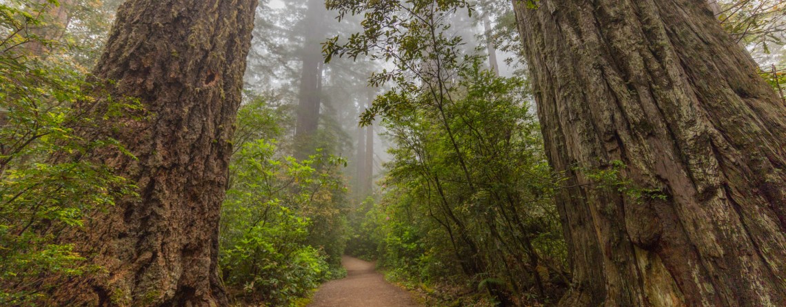 Lady Bird Johnson Grove 8