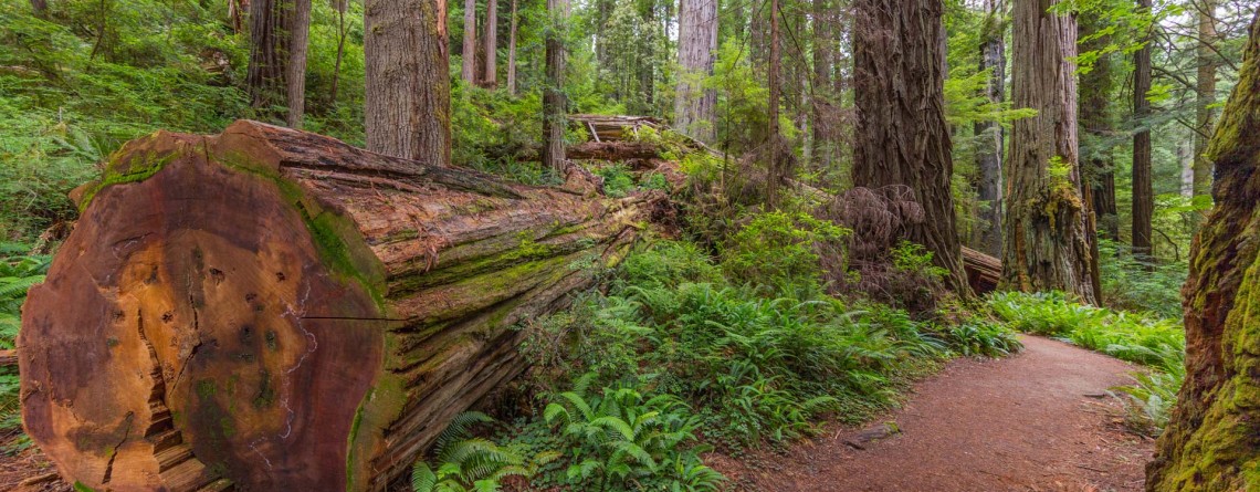 West Ridge and Prairie Creek Trail 12