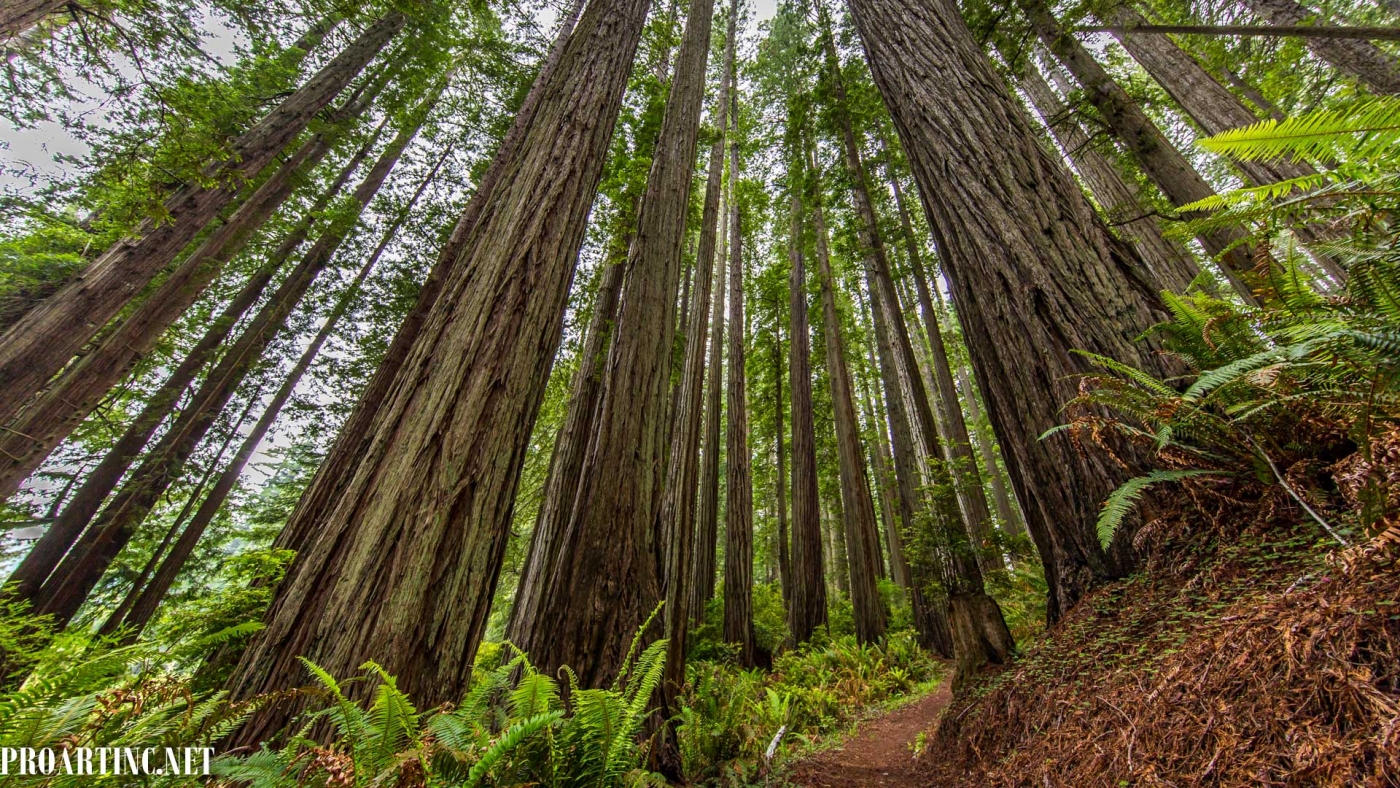 Amazing Nature: Redwood National and State Parks 1 – 4K/HD Screensavers ...