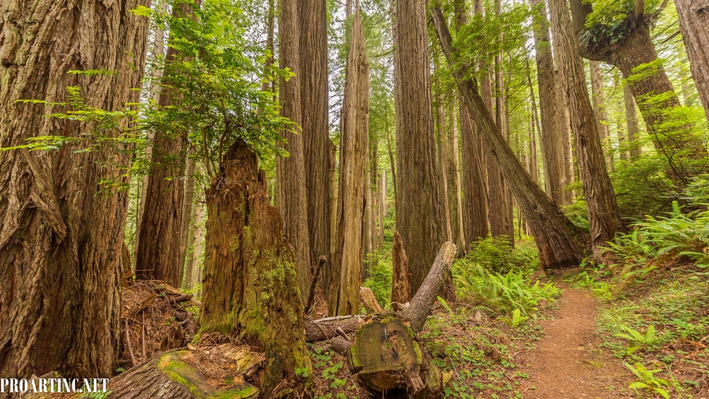 Amazing Nature: Redwood National and State Parks 1 – 4K/HD Screensavers ...