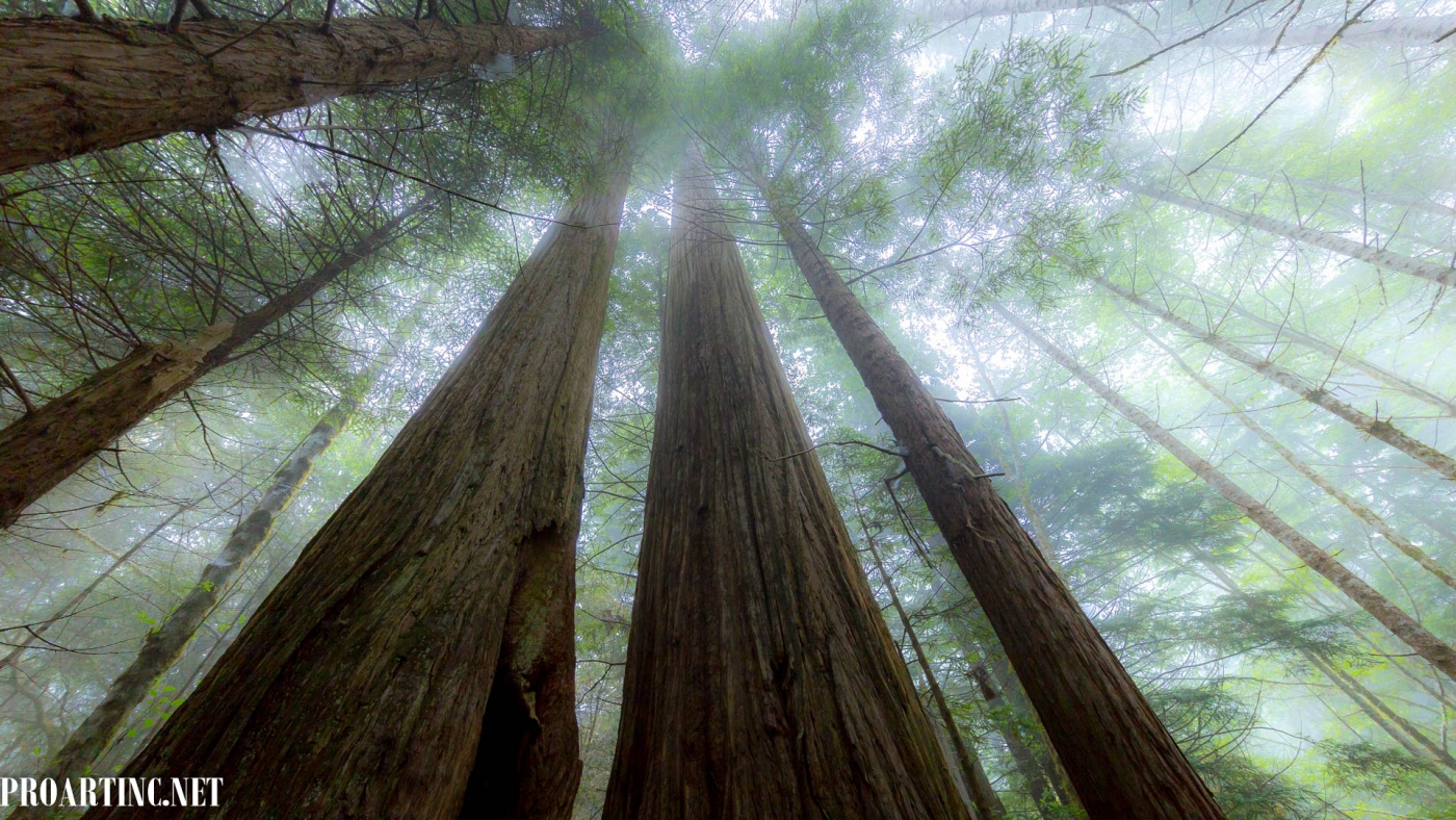 Amazing Nature: Redwood National and State Parks 1 – 4K/HD Screensavers ...