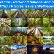 Amazing Nature: Redwood National and State Parks
