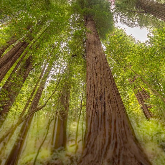 Emerald Ridge and Tall Trees Grove