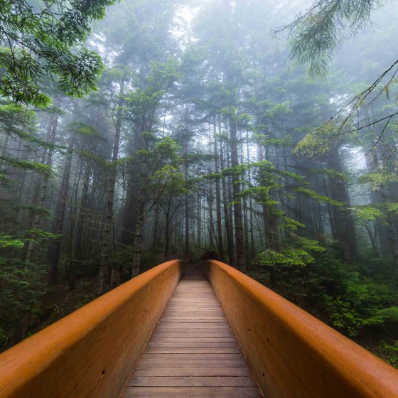 Lady Bird Johnson Grove Trail, Redwood National and State Parks