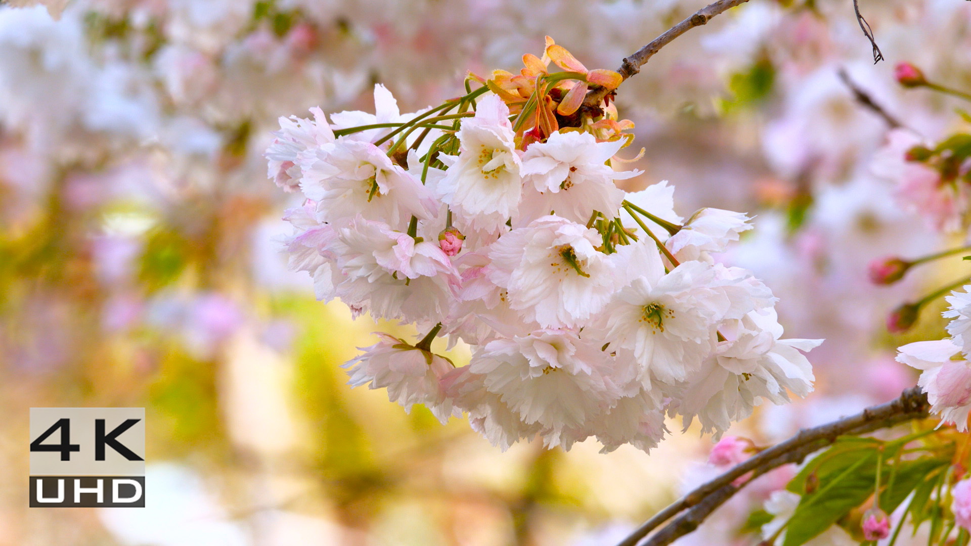 Flowers and Leaves, Nature Relaxation Video in 4k, 2 hours | ProArtInc