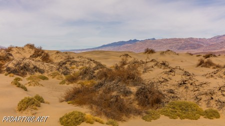 Mesquite Falls Sand Dunes 14