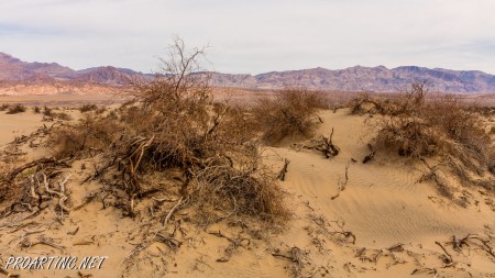 Mesquite Falls Sand Dunes 16
