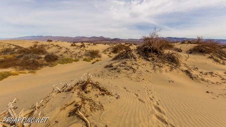 Mesquite Falls Sand Dunes 8