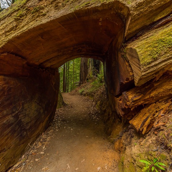 Emerald Ridge and Tall Trees Grove
