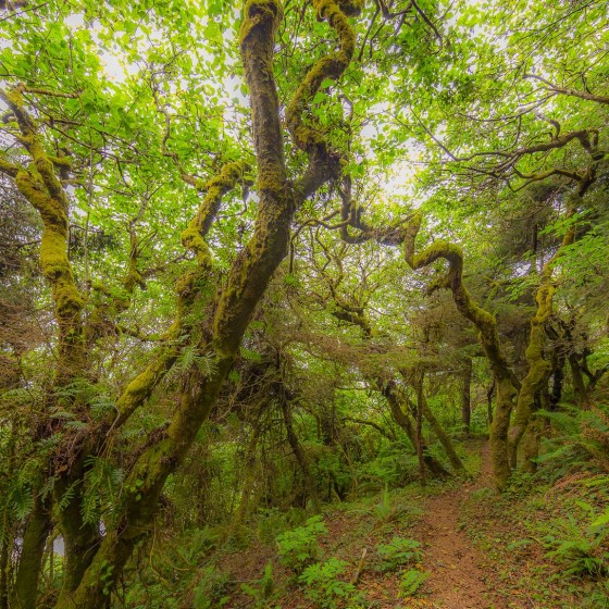 Skunk Cabbage Trail, Redwood National and State Parks