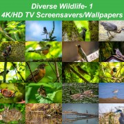 Diverse Wildlife 1