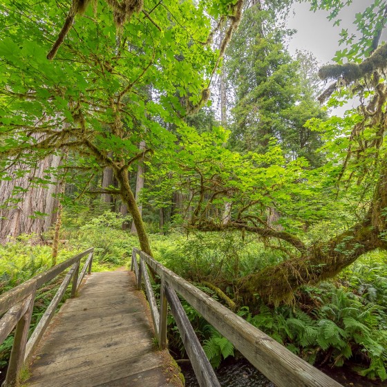 West Ridge and Prairie Creek Trail, Redwood National and State Parks