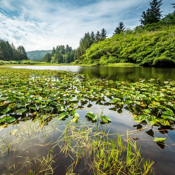Yurok Loop Trail, Redwood National and State Parks