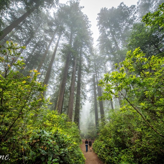 Lady Bird Johnson Grove Trail, Redwood National and State Parks
