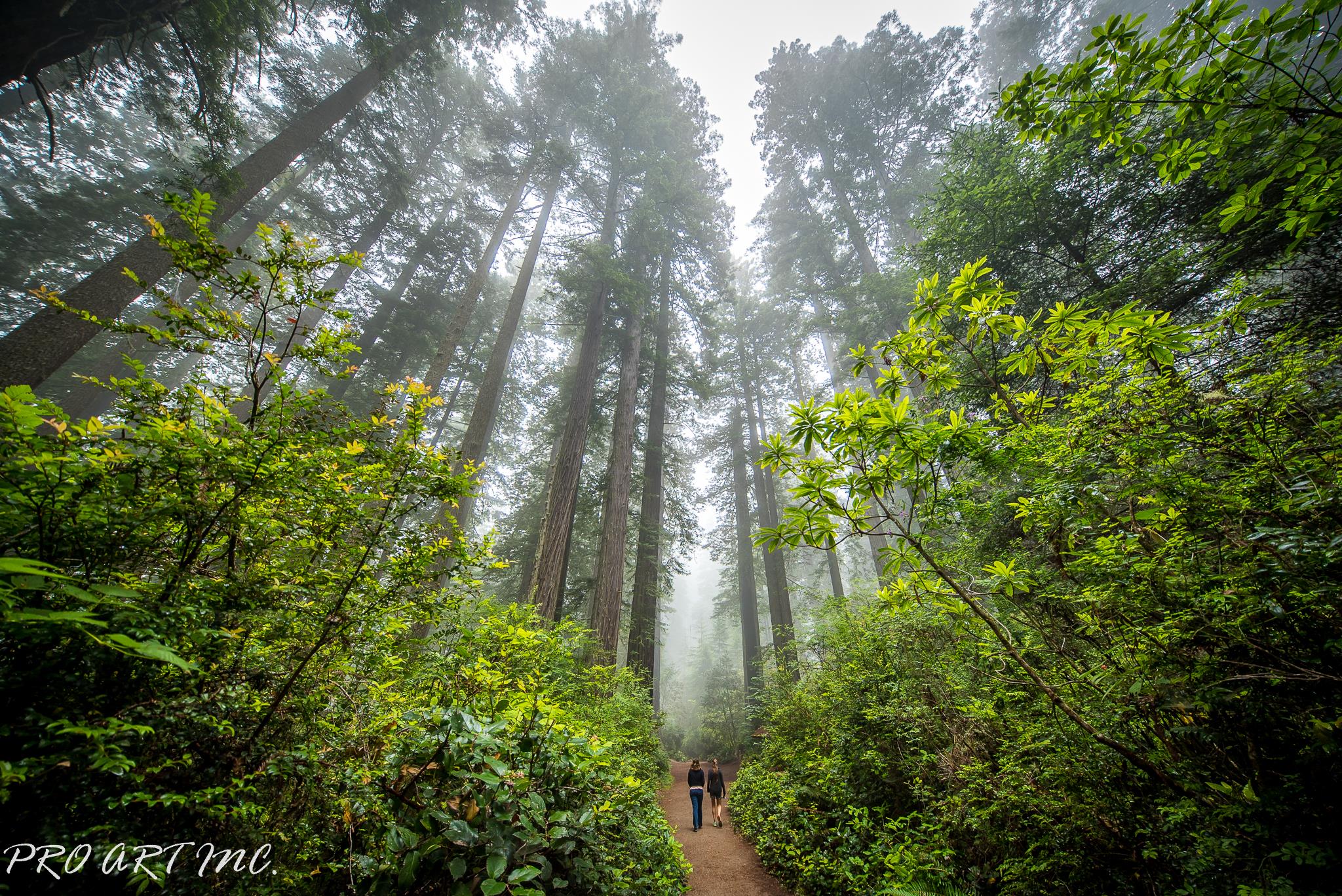 Lady Bird Johnson Grove Trail, Redwood National and State Parks