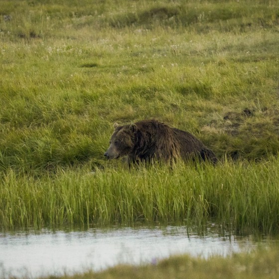 Photo from Yellowstone National Park