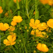 Golden Creeping Buttercups - Nature Relaxation Video in 4k