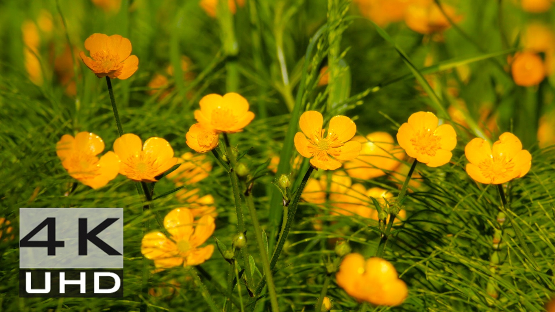 Golden Creeping Buttercups – Nature Relaxation Video in 4k