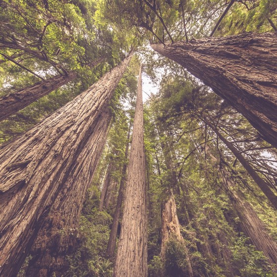 West Ridge and Prairie Creek Trail, Redwood National and State Parks