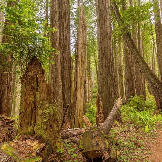 Photo from West Ridge and Prairie Creek Trail