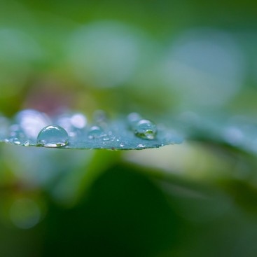 Drops on a Leaf