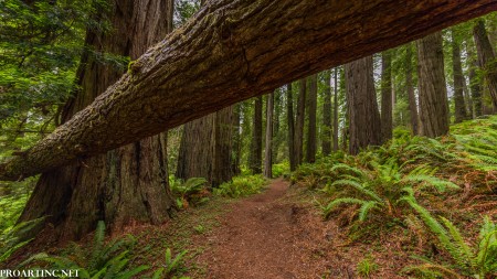 Lady Bird Johnson Grove Trail, Redwoods