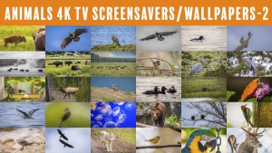 4K TV Screensavers: Animals - 2