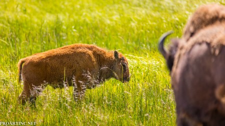 Baby Bison at Yellowstone National Park