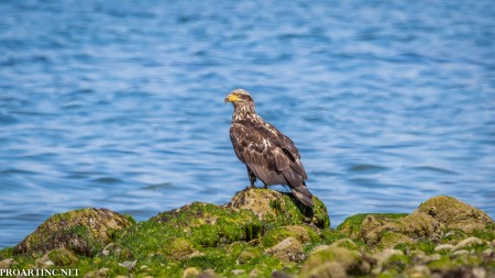 Bald Eagle, Saltwater State Park