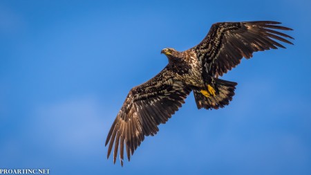 Bald Eagle, Saltwater State Park