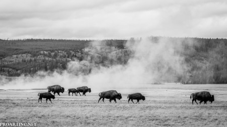 Bisons at Yellowstone