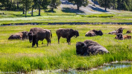 Bisons at Yellowstone