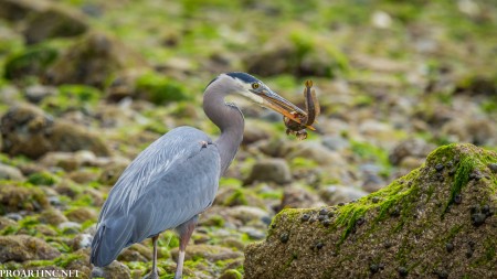 Blue Heron eating fish, Saltwater State Park