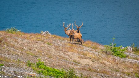 Deer, View from Windy Ridge Trail, Mt St. Helens