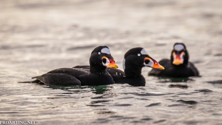 Ducks at Saltwater State Park