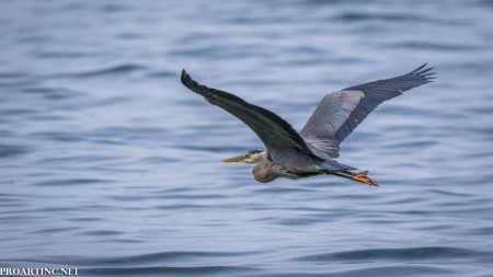 Flying Blue Heron, Saltwater State Park