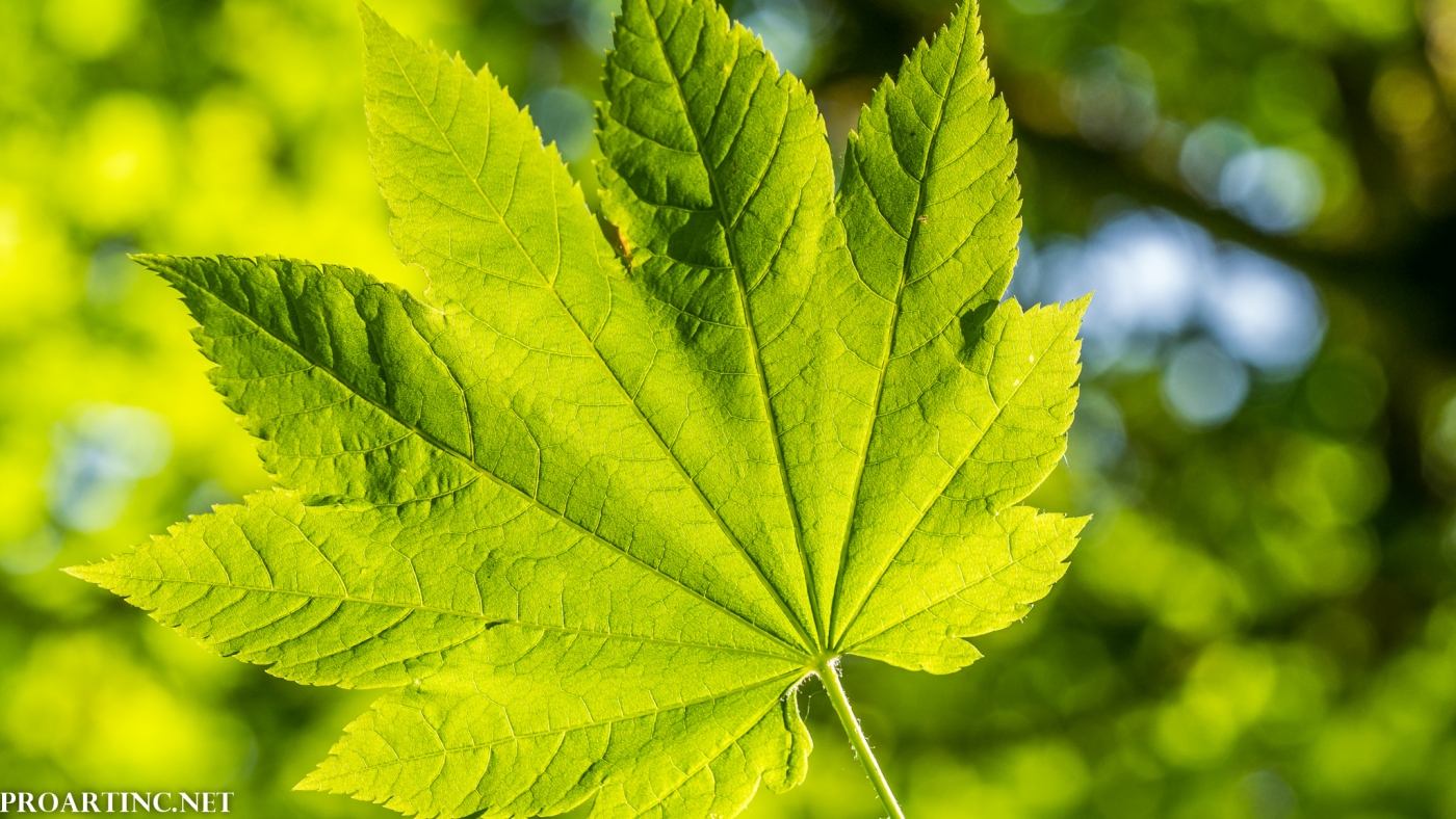 4K Macro Photography 16