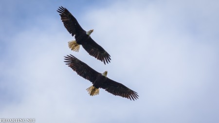 Two Bald Eagles, Saltwater State Park