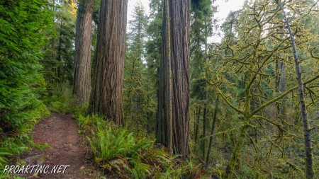 Boy Scout Tree Trail 12