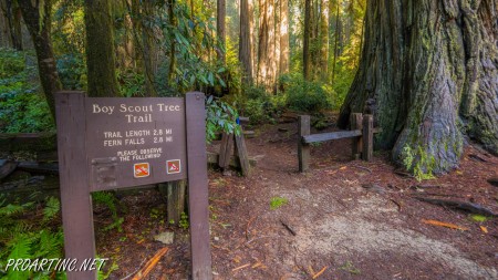 Boy Scout Tree Trail 15