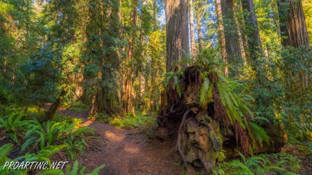 Boy Scout Tree Trail 17