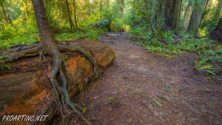 Boy Scout Tree Trail 20