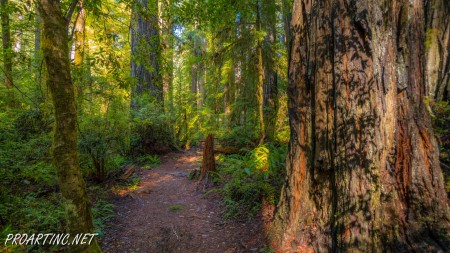 Boy Scout Tree Trail 21