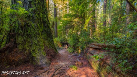 Boy Scout Tree Trail 22