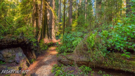Boy Scout Tree Trail 23