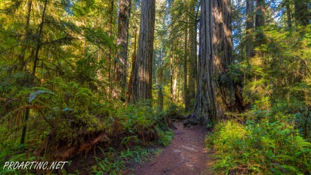 Boy Scout Tree Trail 26